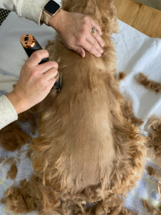 A picture of my Dog when it was trimming his hair with Clippers 3-Speed 