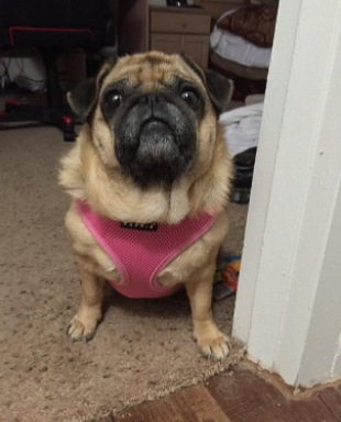 My dog is wearing Soft Harness Pink Large harness during a test