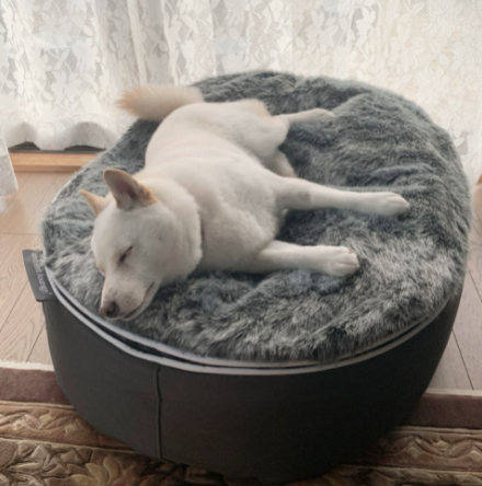 Ambient Lounge Large Premium Indoor-Outdoor Dog Bed testing on my dog is he comfortable or not 