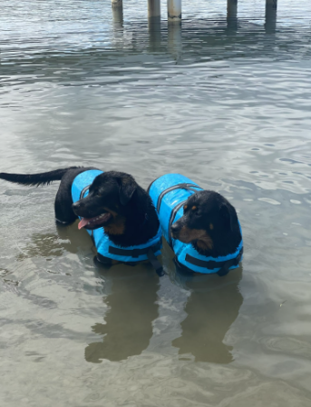 Picture taken while my breeds were testing Dog Nation Life Jacket for Dogs 