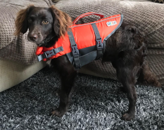 Image of my Breed with the Outward Hound Dog Life Jacket 