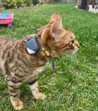 I Made My Cat Wear Petfon Pet GPS Tracker. So, That I Can Let her Go Out