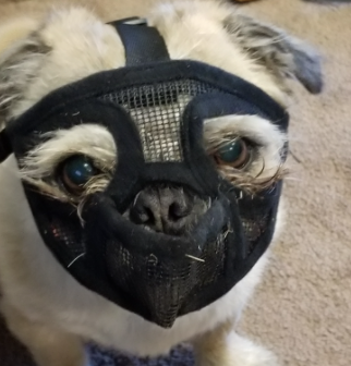 I Made My Pug Wear TANDD SHORT SNOUT DOG MUZZLE. so, that he Cannot Eat My neighbor's Hens.
