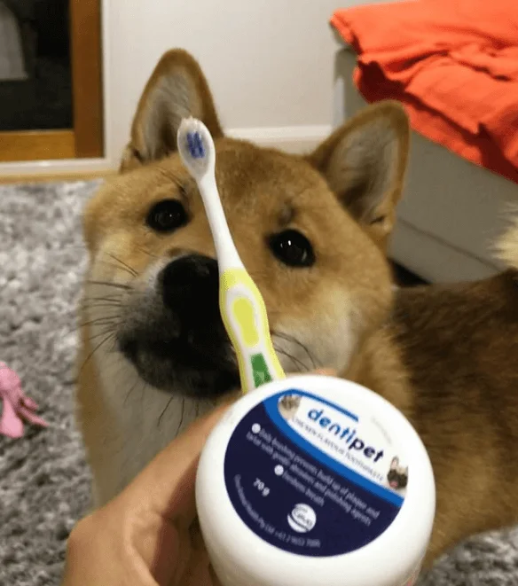 Dentipet Dog Toothpaste Customer Review