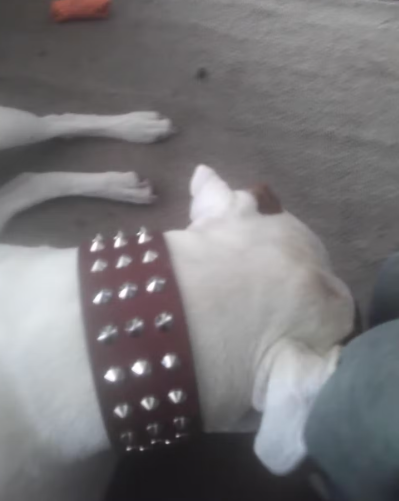 I Made My Dog Wear Cool Rivets Studded Genuine Leather Dog Collar
