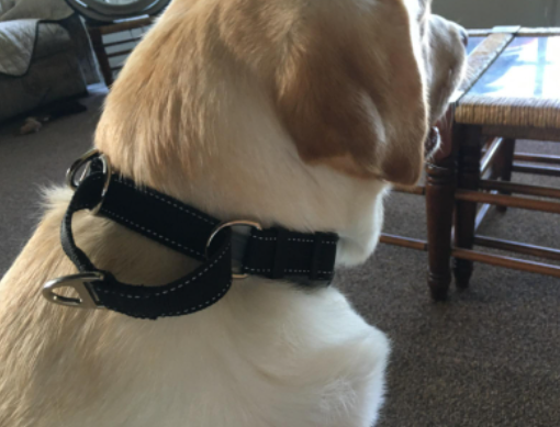 Mighty Paw Martingale Collar Customer Review