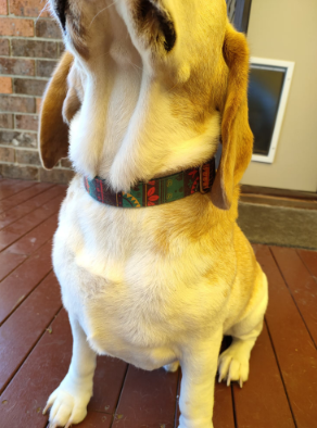 The Maya Personalized Dog Collar and Leash Set Review