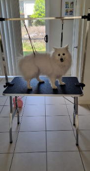 Vidaxl Bath Grooming Table For Dogs Customer Review