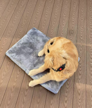 Dog Laying on a Aseor Waterproof Dog Bed