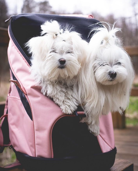 Ibiyaya Ultralight-Pro Backpack Pet Carrier Customer Review
