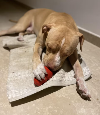 KONG Classic Red Dog Toy Customer Review