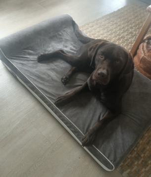 Laifug Large Orthopedic Memory Foam Dog Bed Customer Review