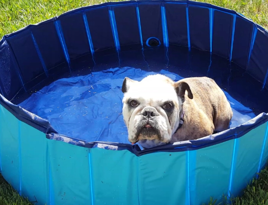 Timoo Foldable Dog Pool Customer Review