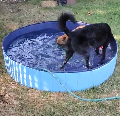 Toozey Foldable Dog Pool Customer Review