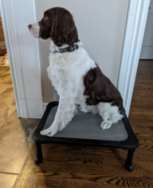 Veehoo Chew-Proof Elevated Dog Bed Review