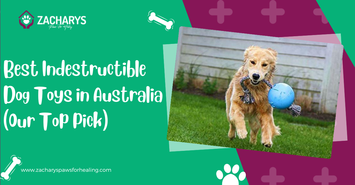 indestructible dog toys australia
