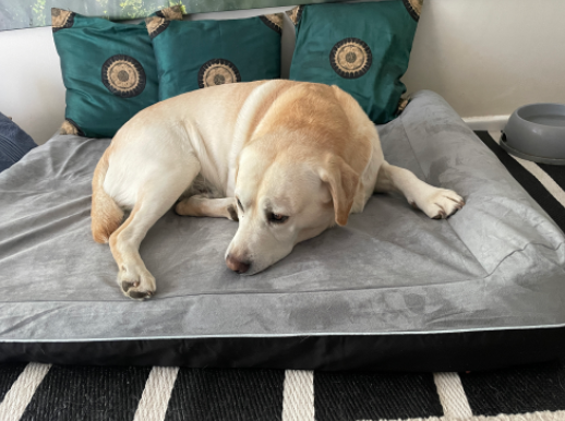 laifug Orthopaedic Memory Foam Extra Large Dog Bed Review