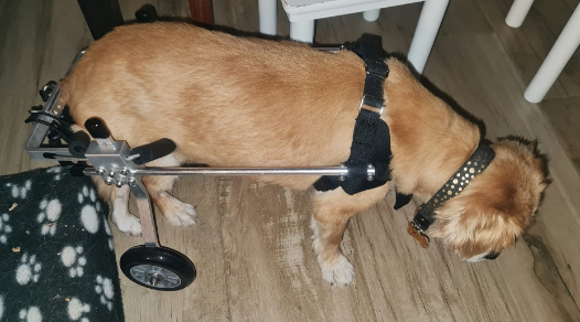 Anmas Sport Dog Wheelchair Review