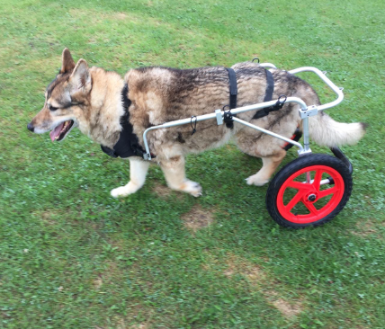 Best Friend Mobility Elite Dog Wheelchair Customer Review