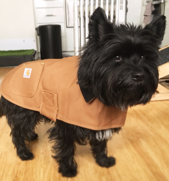 Carhartt Chore Coat Dog Vest Customer Review