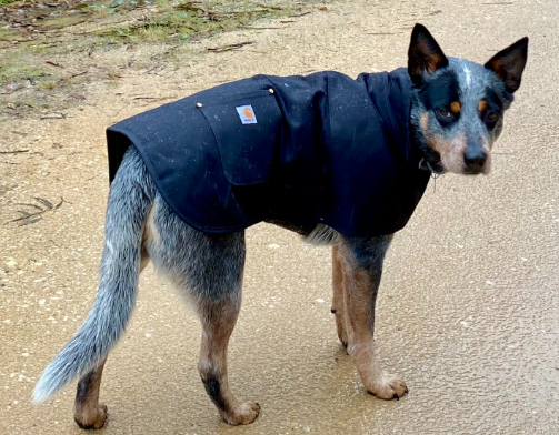 Carhartt Chore Coat Dog Vest in Blue Color