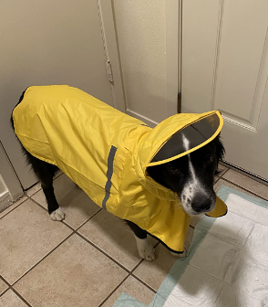 Dociote Dog Raincoat With Adjustable Belly Strap Customer Review