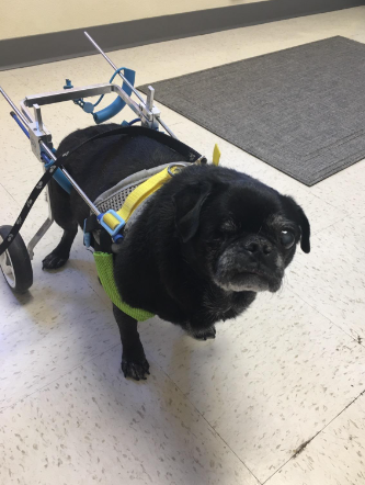 Hihydro Pet Wheelchair Customer Review