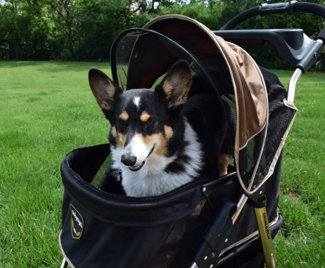 Ibiyaya Monarch Premium Pet Jogger Stroller Customer Review