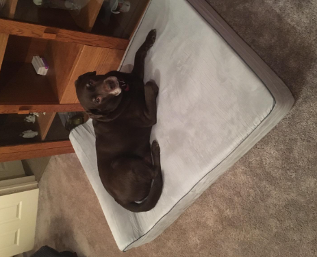Kopeks Orthopedic Memory Foam Dog Bed Customer Review