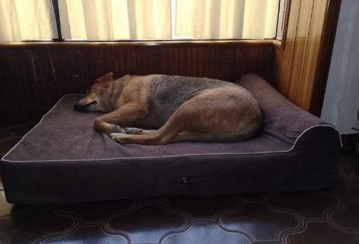 Kopeks Orthopedic Memory Foam Dog Bed Review