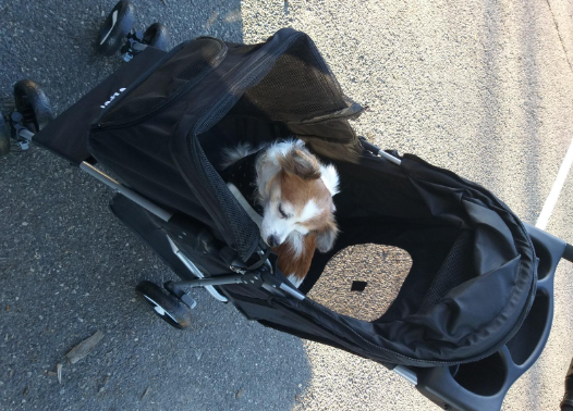 My Dog Love to Stay Inside the i.Pet 4 Wheels Pet Stroller Dog Cat Carrier while we go out