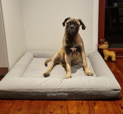 Pet Parlour Personalised Orthopedic Dog Bed Customer Review