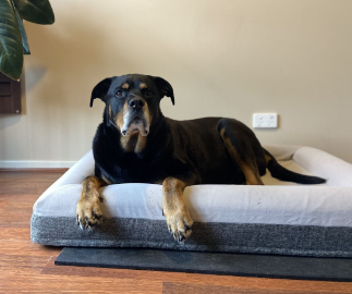 Pet Parlour Personalised Orthopedic Dog Bed Review