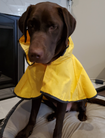SPOT Ethical Fashion Pet Dog Raincoat Review