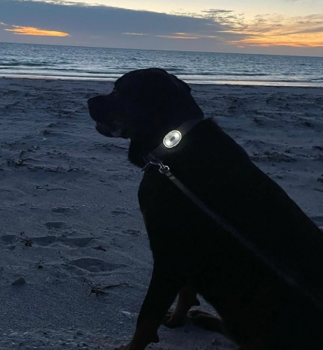 Safety Led Light For Dog Collar Or Harness Review
