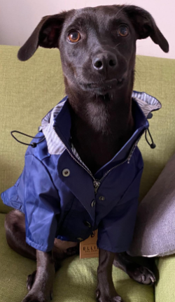 My dog love to wear Ellie Dog Wear Navy Blue Zip Up Dog Raincoat