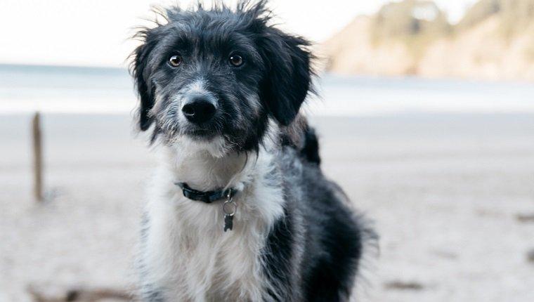 History of  Border Collie X Poodle