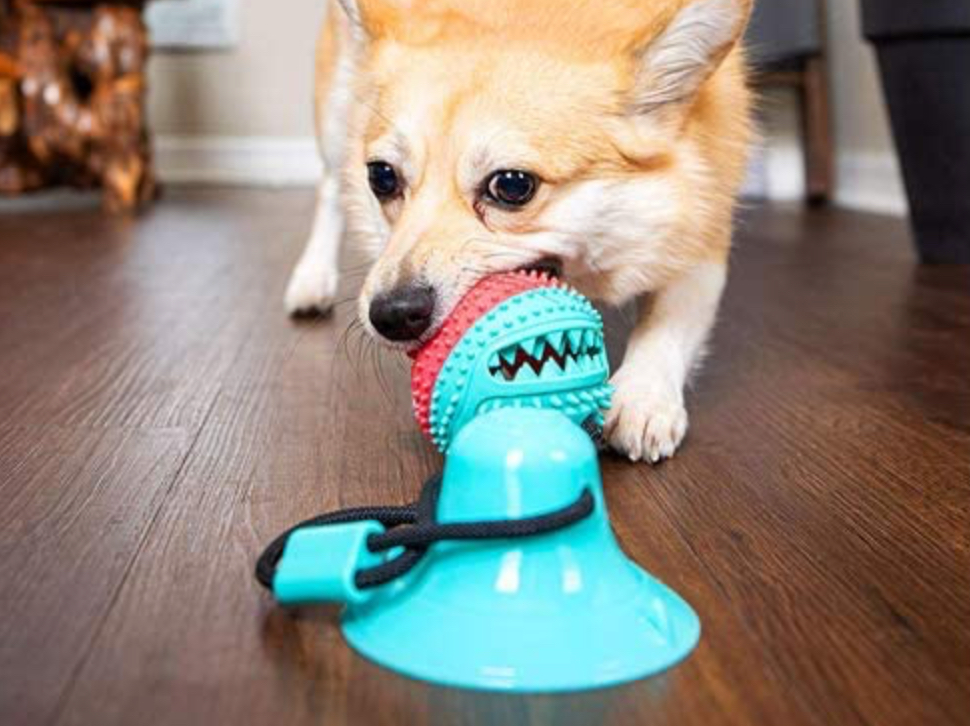 My friends dog playing with Suction Cup Ball Toy For Dogs