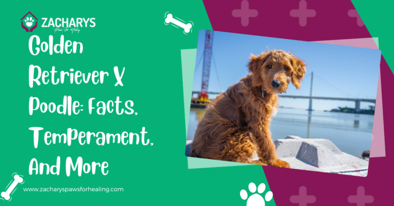 Golden Retriever X Poodle: Facts, Temperament, And More