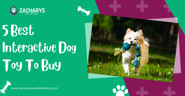 5 Best Interactive Dog Toy To Buy