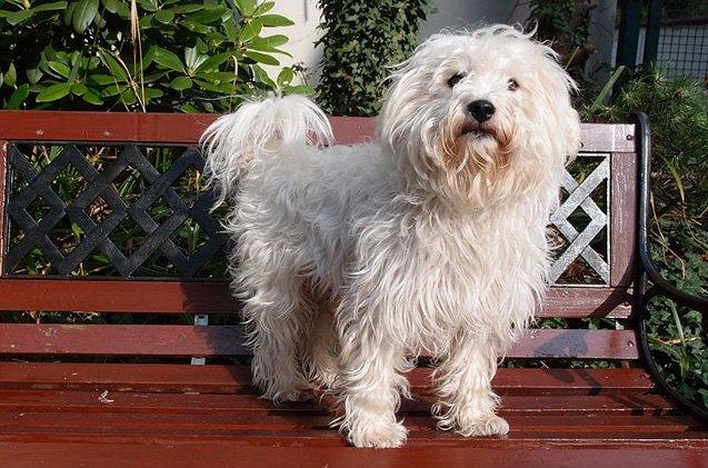 Westiepoo (West Highland Terrier X Poodle)