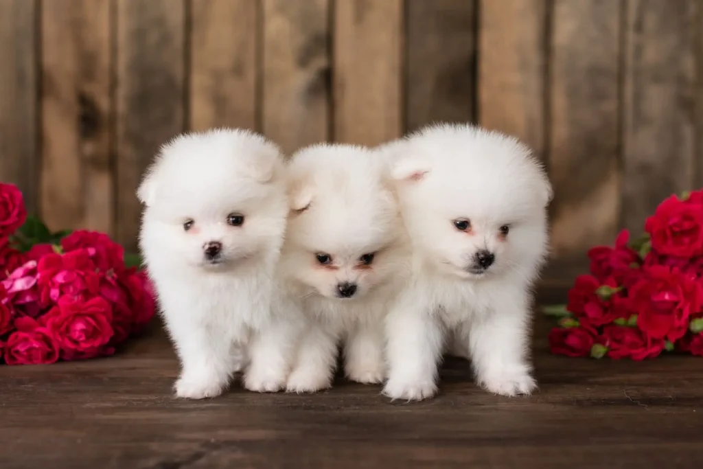 Pomapoo (Pomeranian X Poodle) Dog Breed: Facts & Info