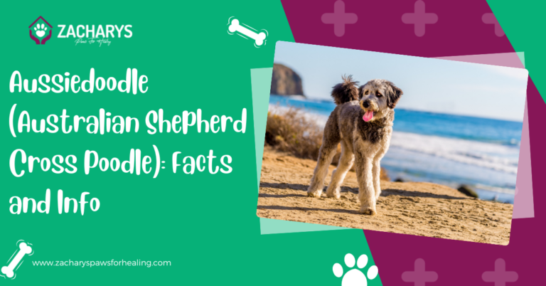 Aussiedoodle (Australian Shepherd Cross Poodle): Facts and Info