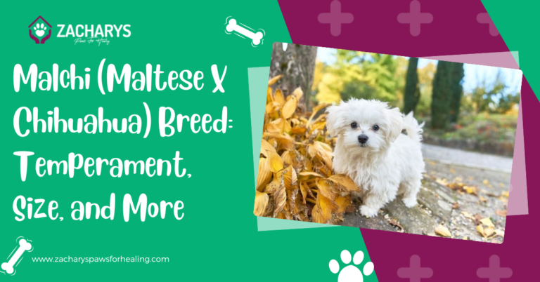 Malchi (Maltese X Chihuahua) Breed: Temperament, Size, and More