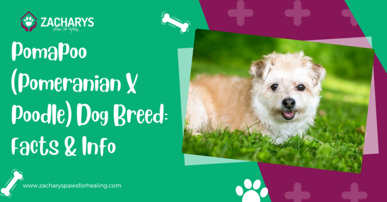 Pomapoo (Pomeranian X Poodle) Dog Breed: Facts & Info