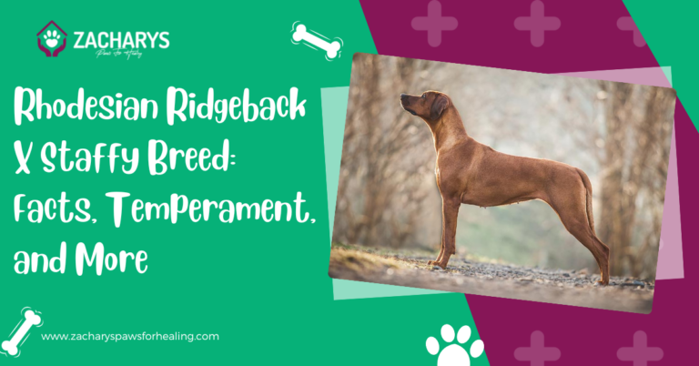 Rhodesian Ridgeback X Staffy Breed: Facts, Temperament, and More
