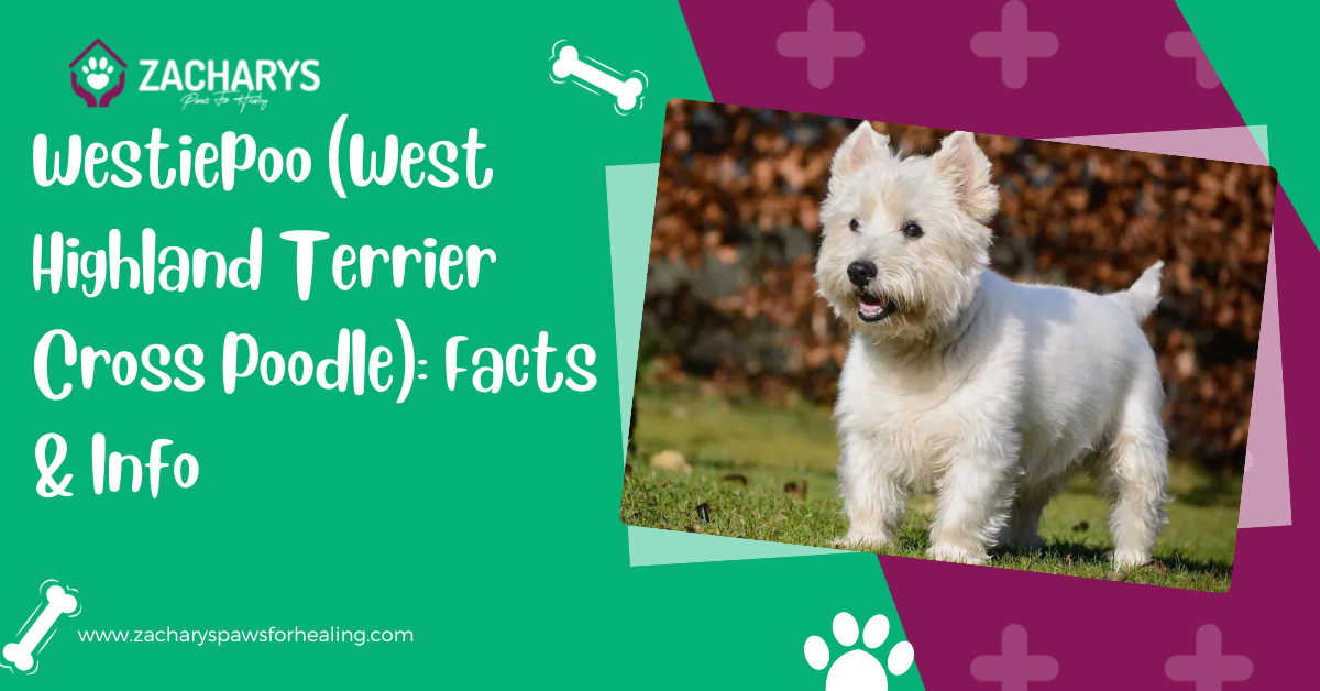 west highland terrier cross poodle